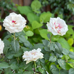 Brideside Rose