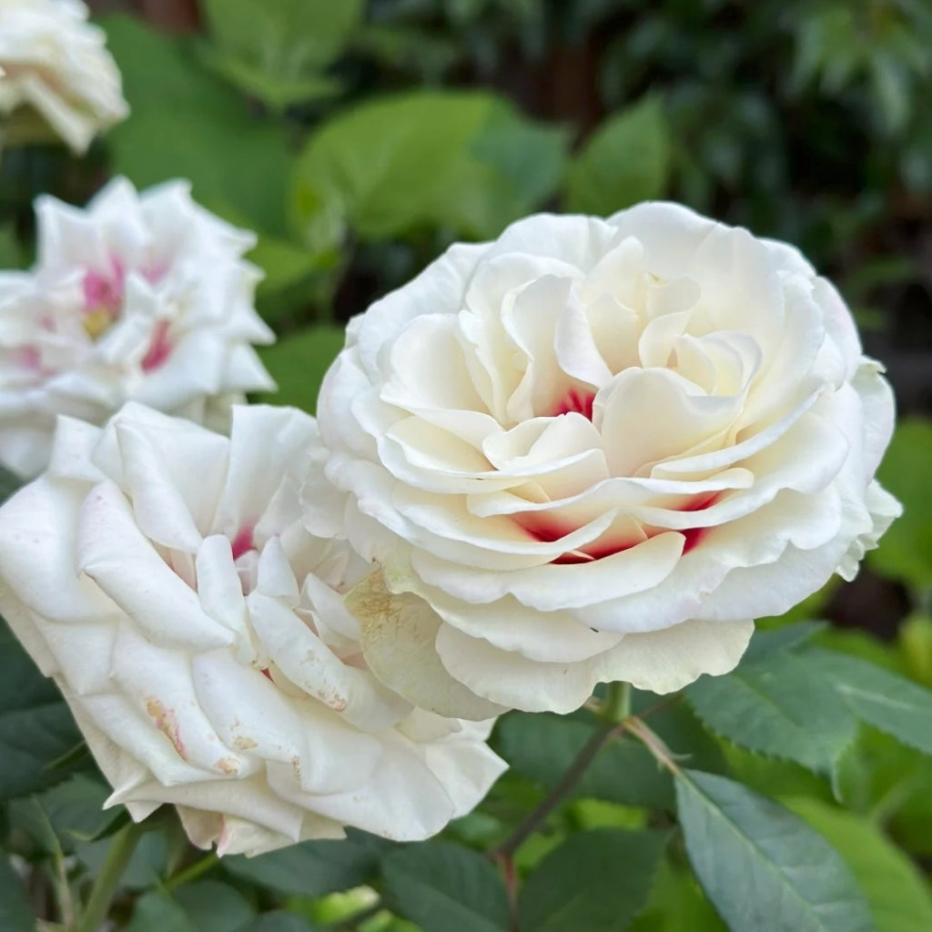 Brideside Rose
