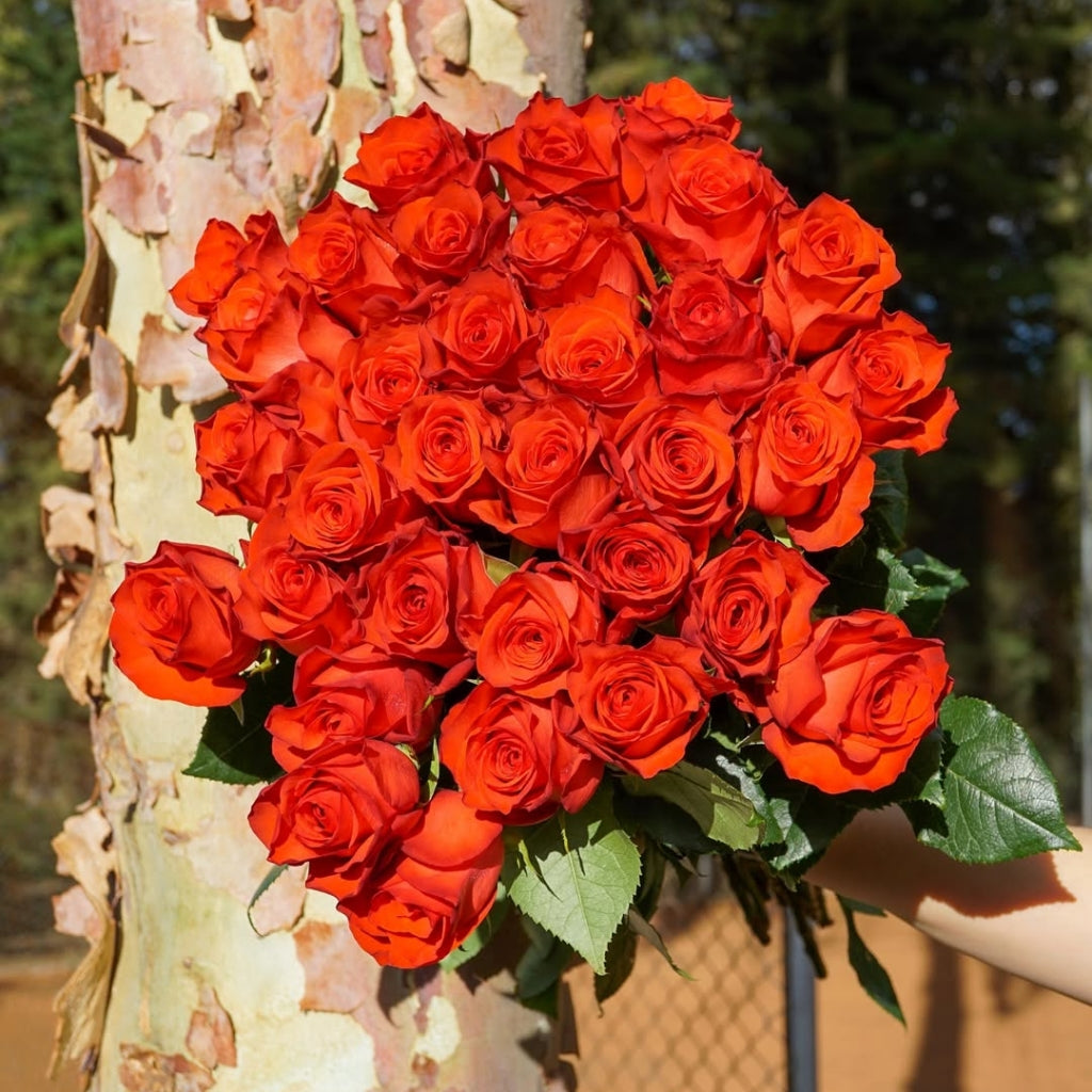 Bromo Rose
