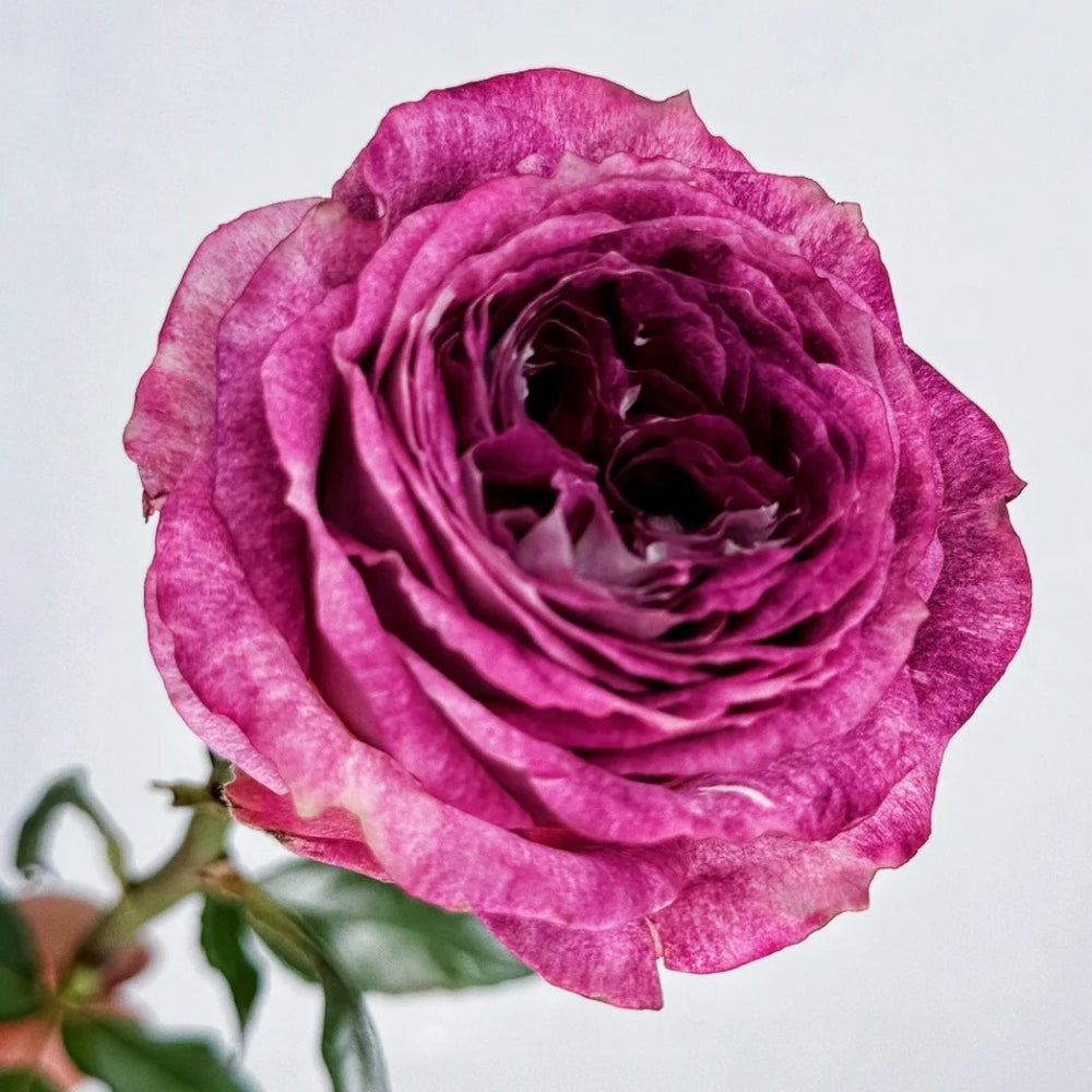 Brujas Rose