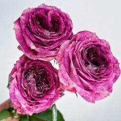 Brujas Rose