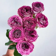 Brujas Rose