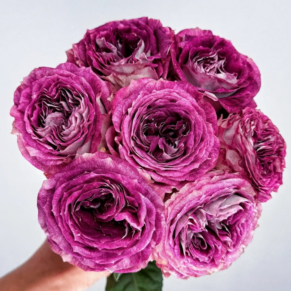 Brujas Rose