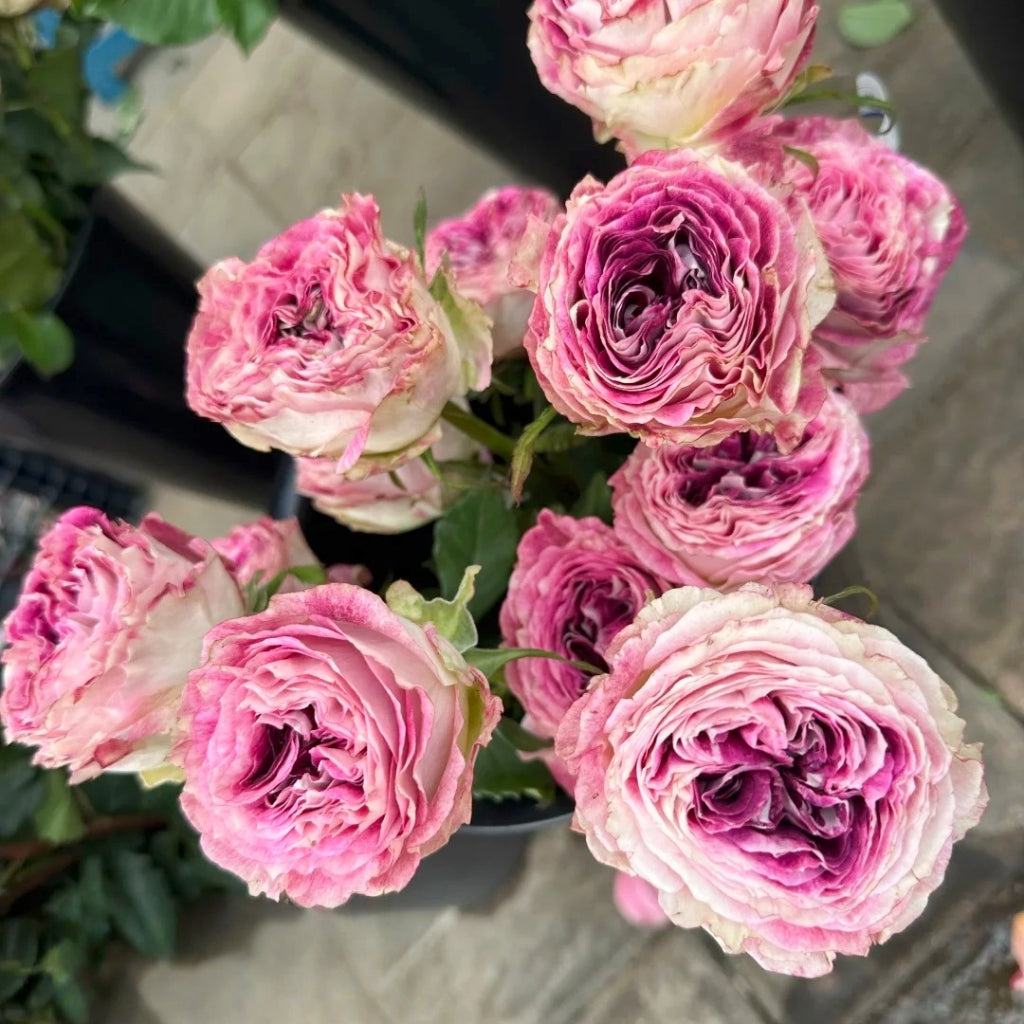 Brujas Rose