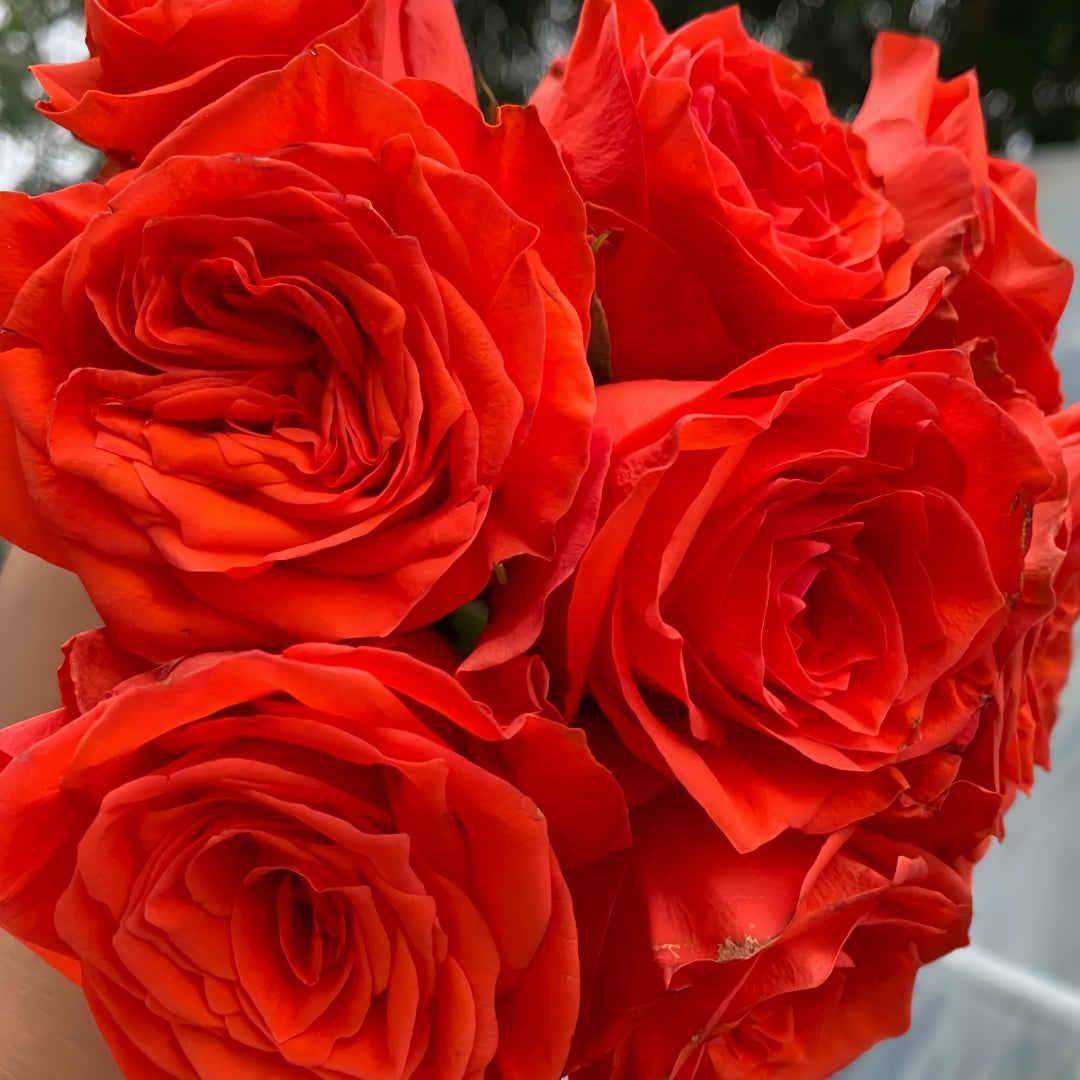 Burgundy Embroidery Rose