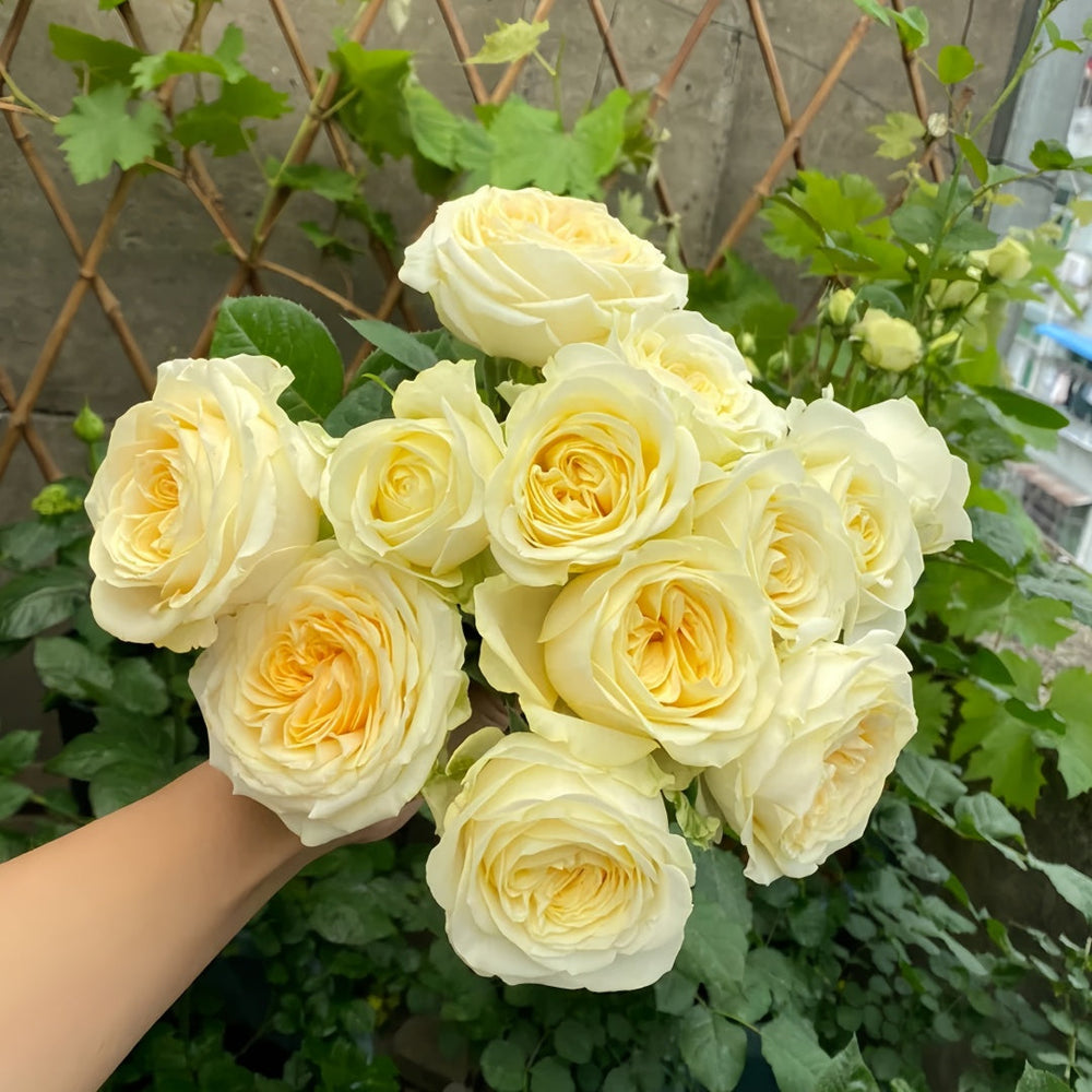 Butter Cup Rose