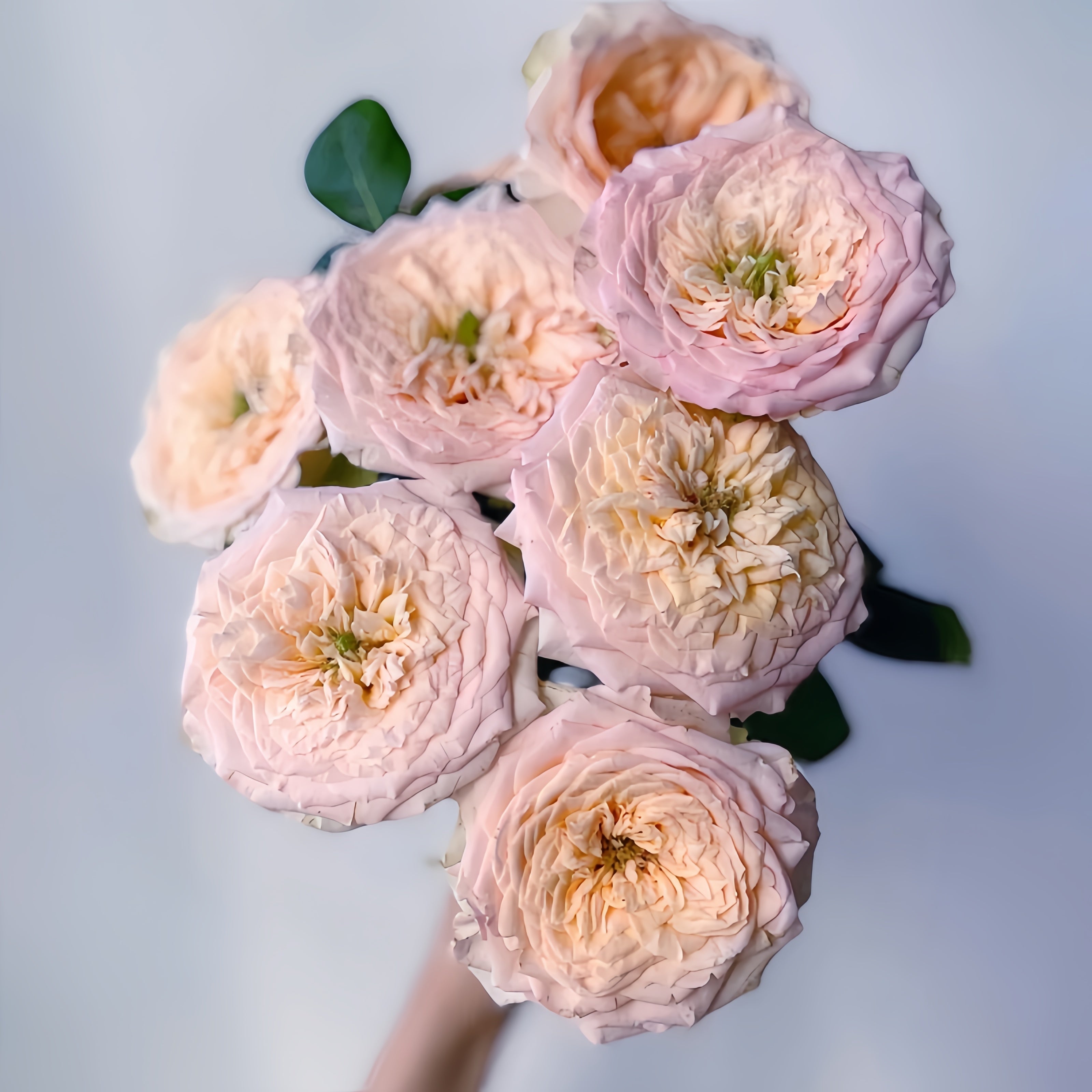 Butterfly Princess Rose