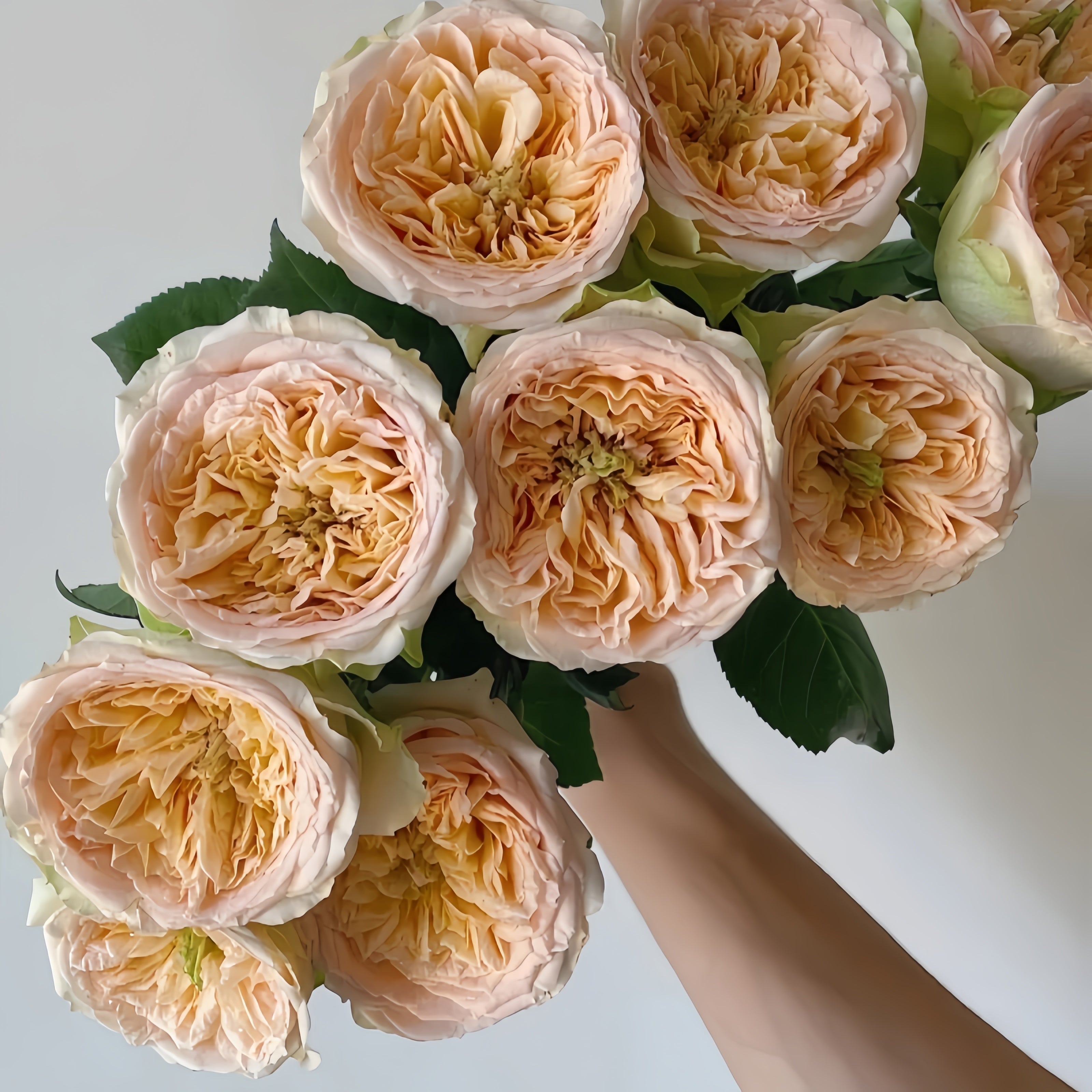 Butterfly Princess Rose