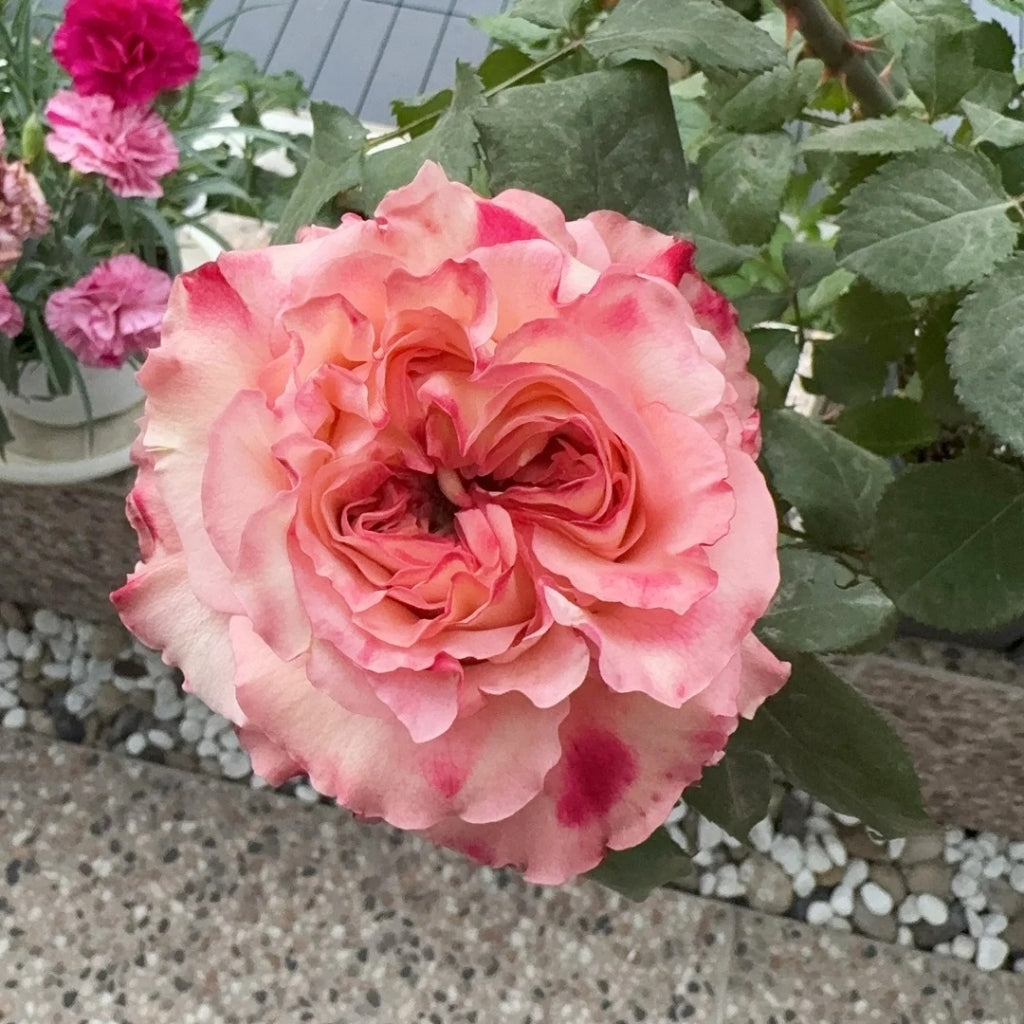Butterfly Valley Rose
