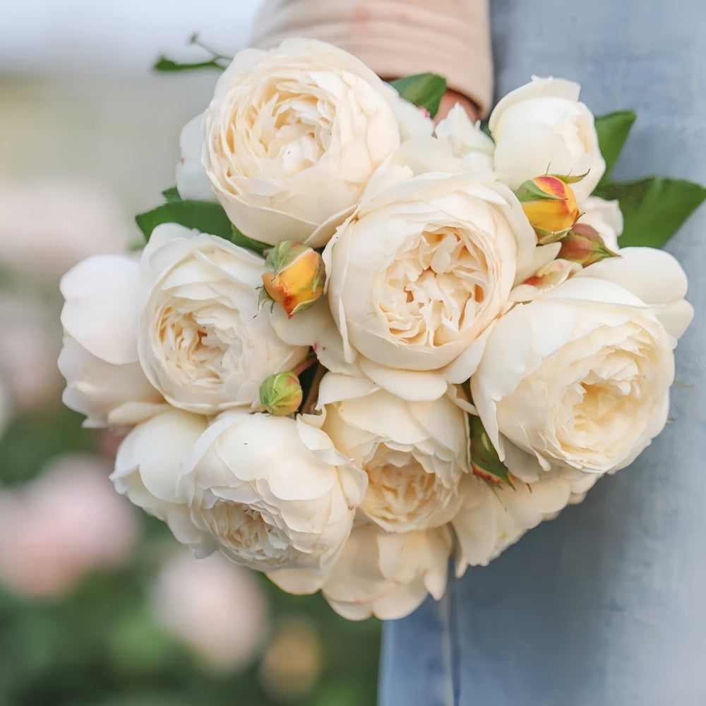 Claire Austin Rose