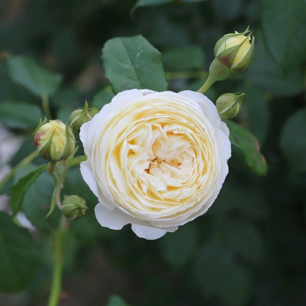 Claire Austin Rose