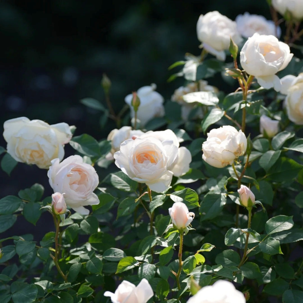 Claire Austin Rose