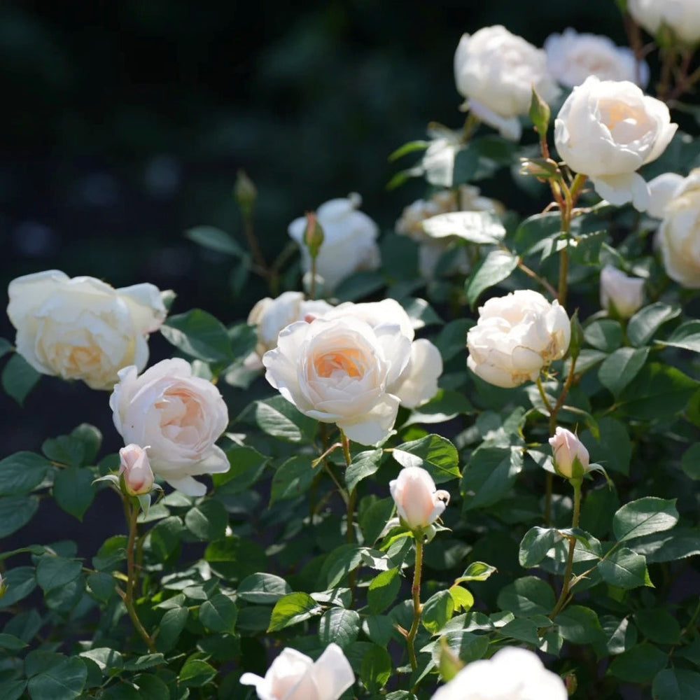 Claire Austin Rose