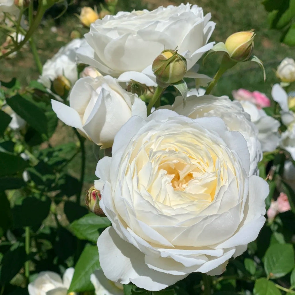 Claire Austin Rose