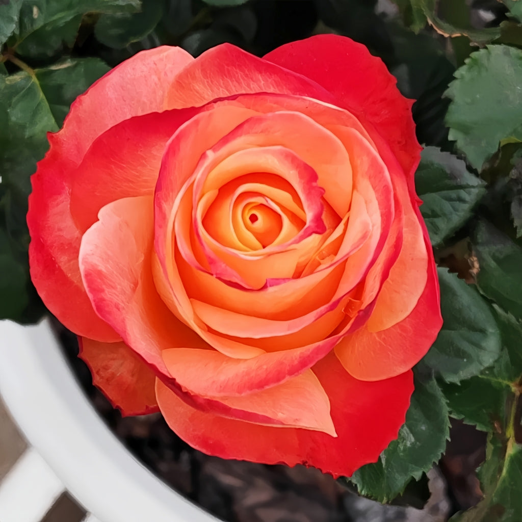 Cabaret Rose