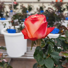 Cabaret Rose