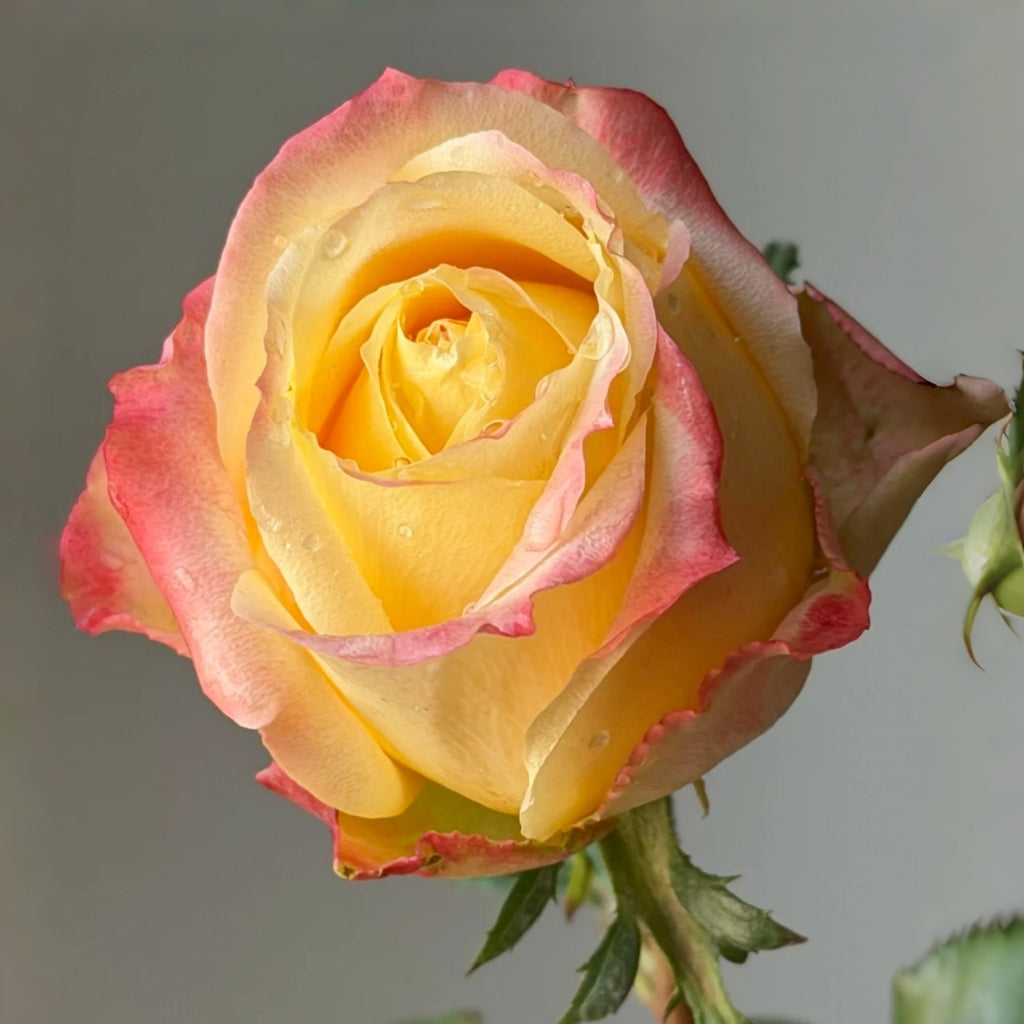 Cabaret Rose