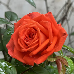 Cafe Del Mar Rose