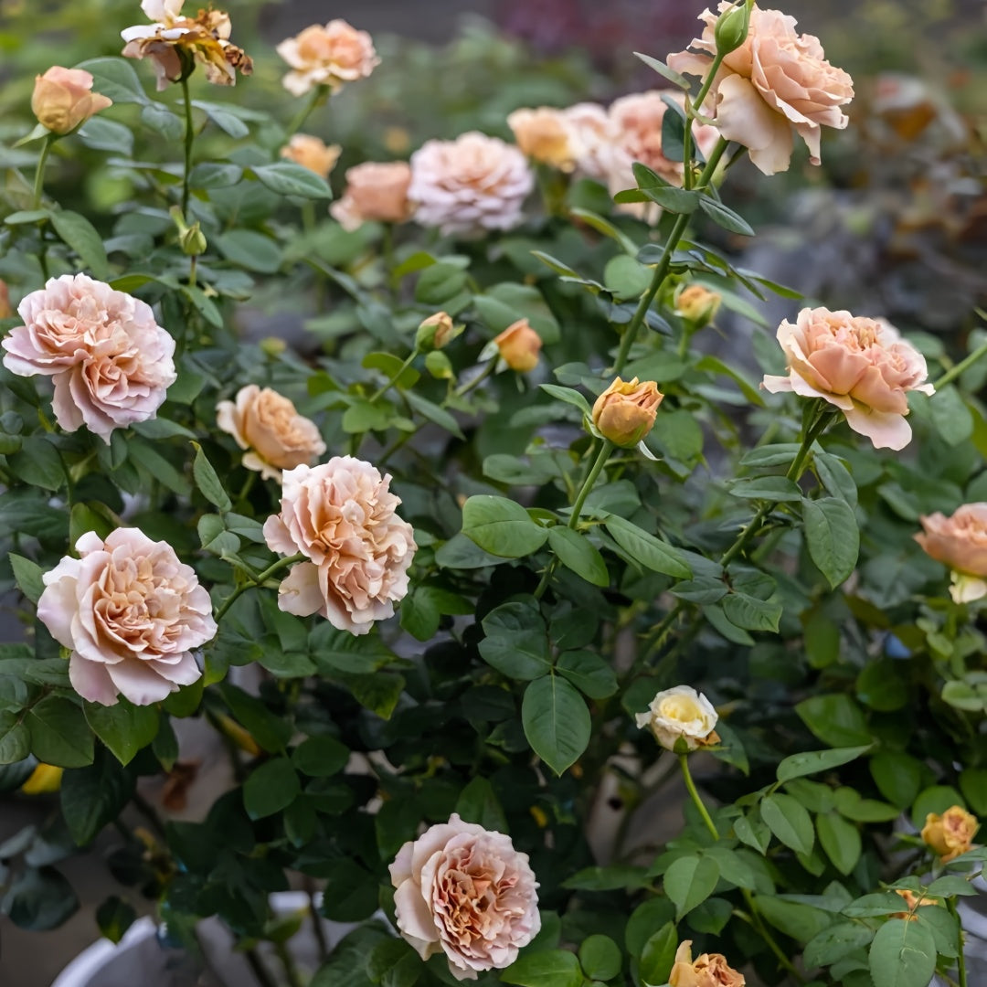 Caffe Latte Rose