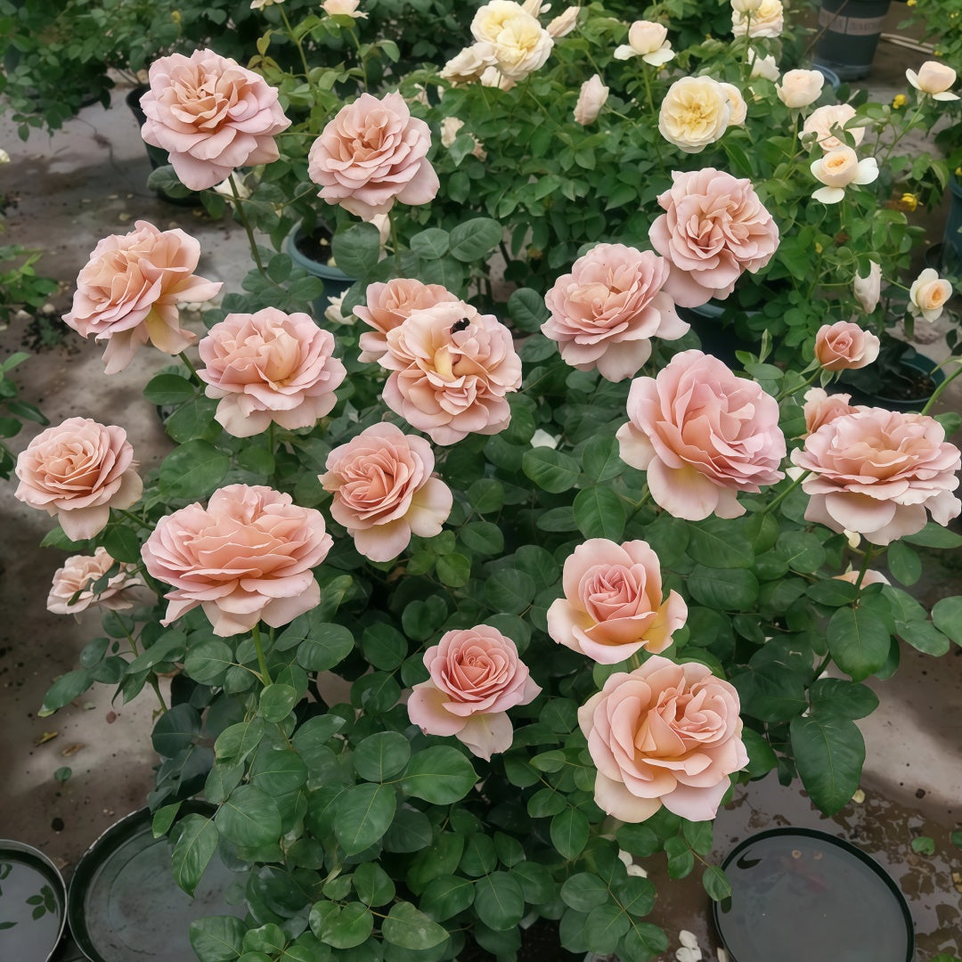 Caffe Latte Rose
