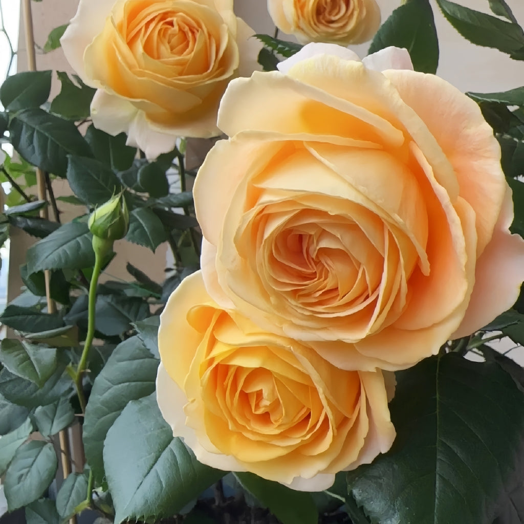 Candlelight Rose