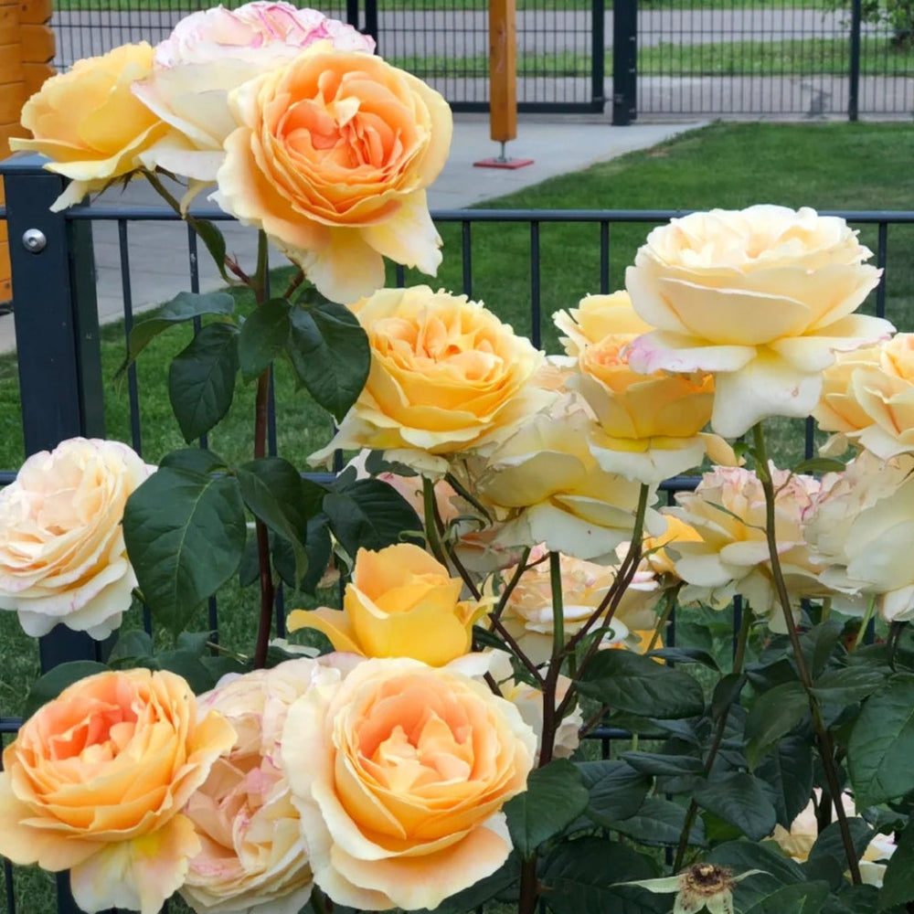Candlelight Rose