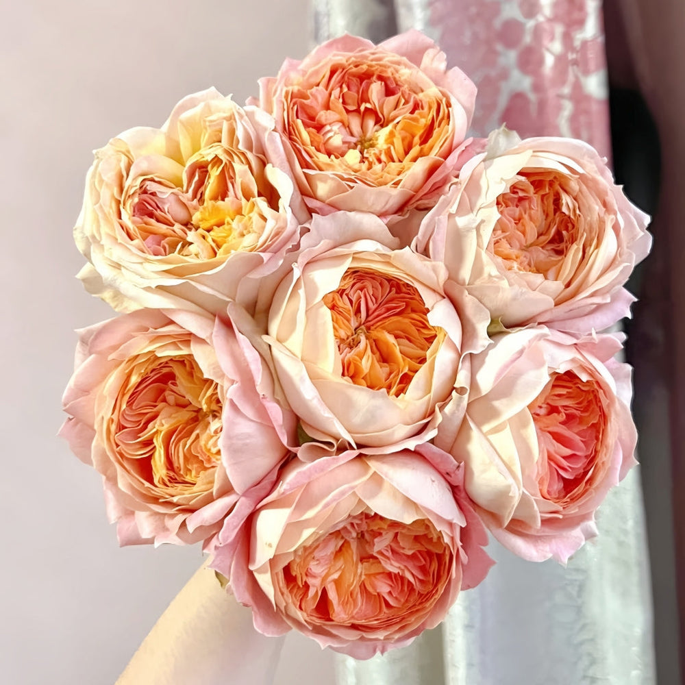 Candy Antique Rose