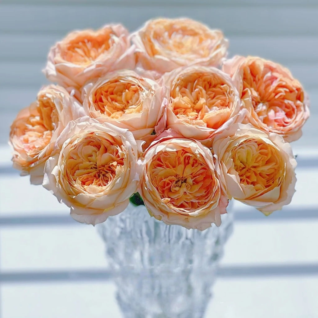 Candy Antique Rose