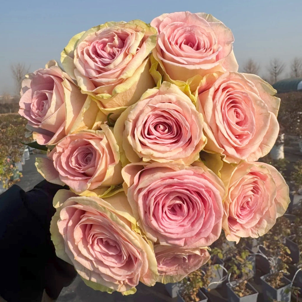 Candy Horizon Rose