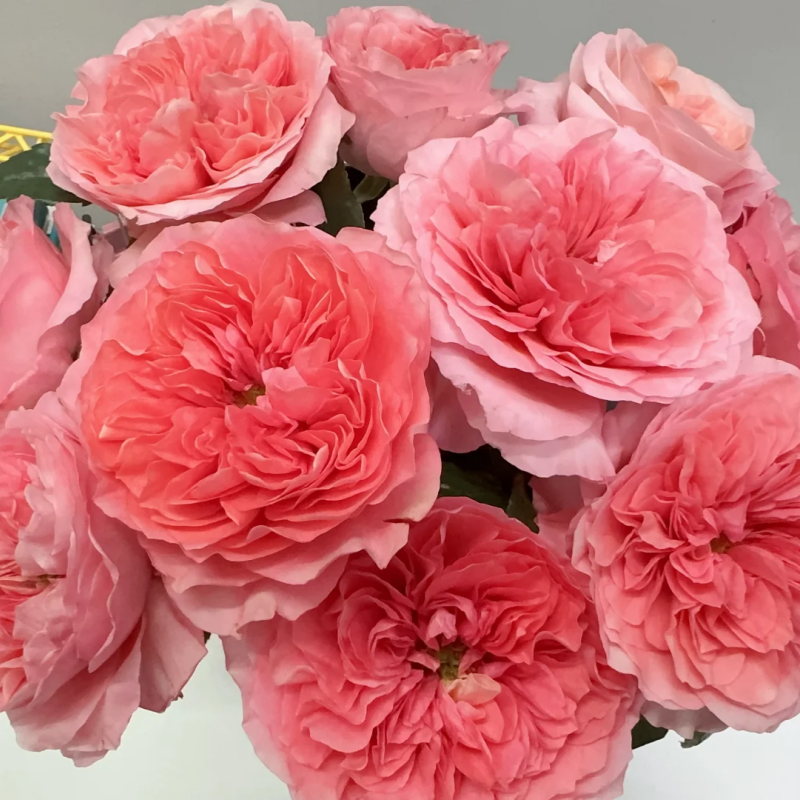 Candy X-Pression Rose