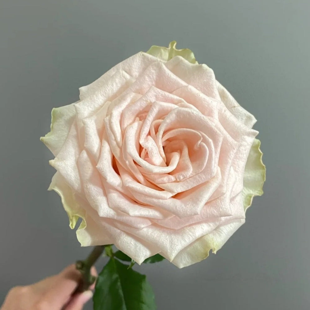 Capodimonte Rose