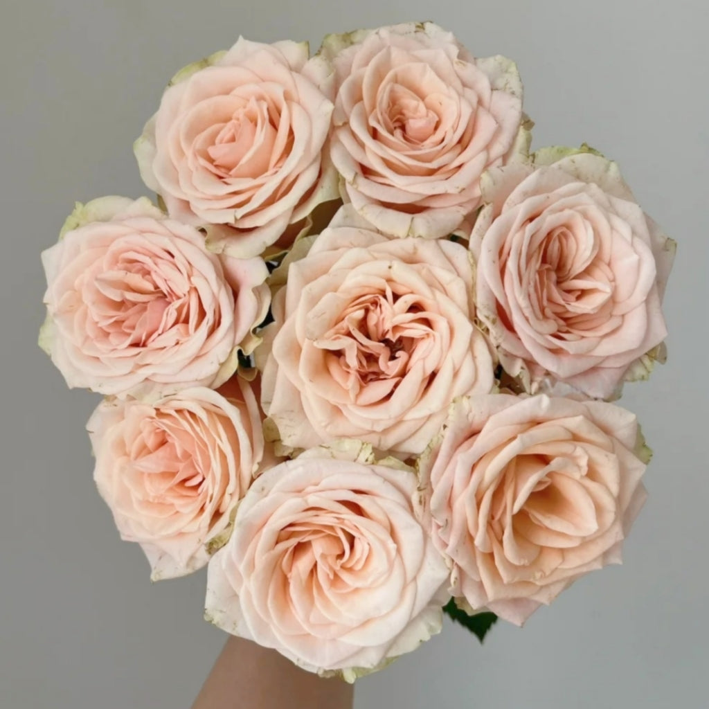Capodimonte Rose