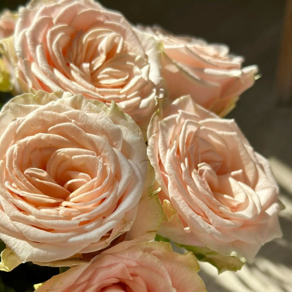 Capodimonte Rose