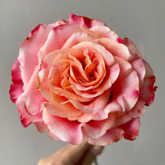 Capriola Rose