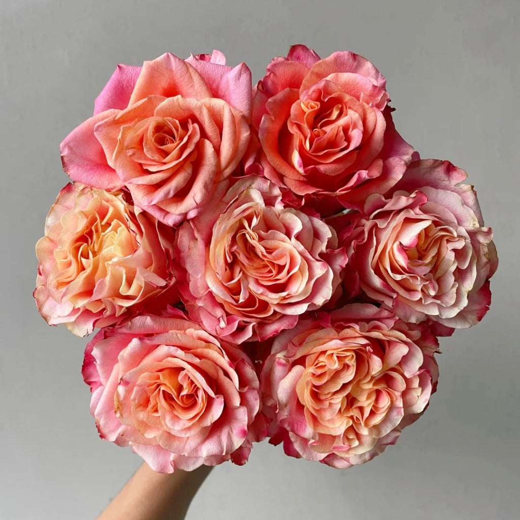 Capriola Rose