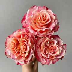 Capriola Rose