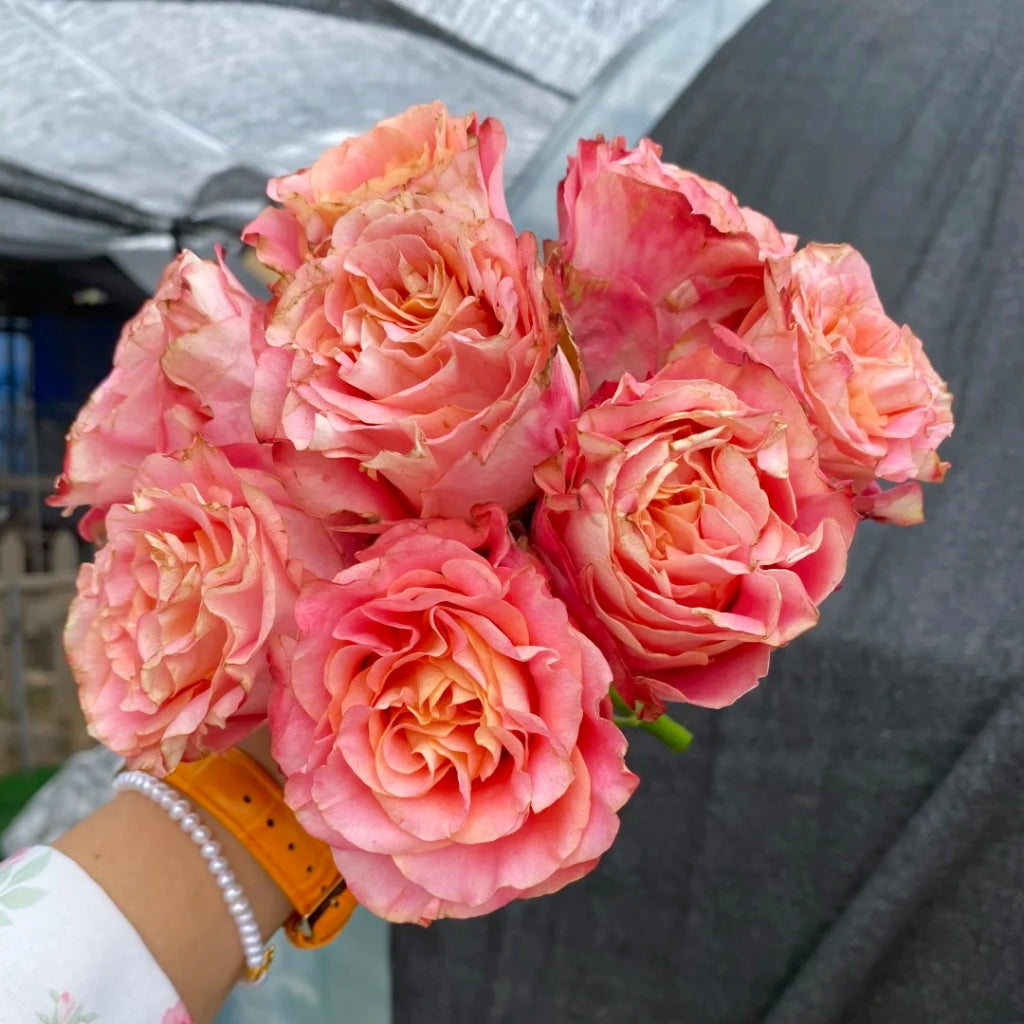 Capriola Rose
