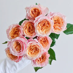 Caputure Rose