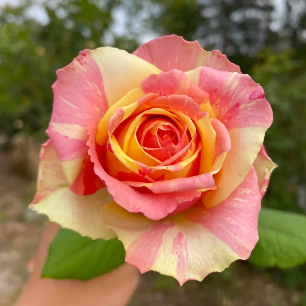 Carnival Rose