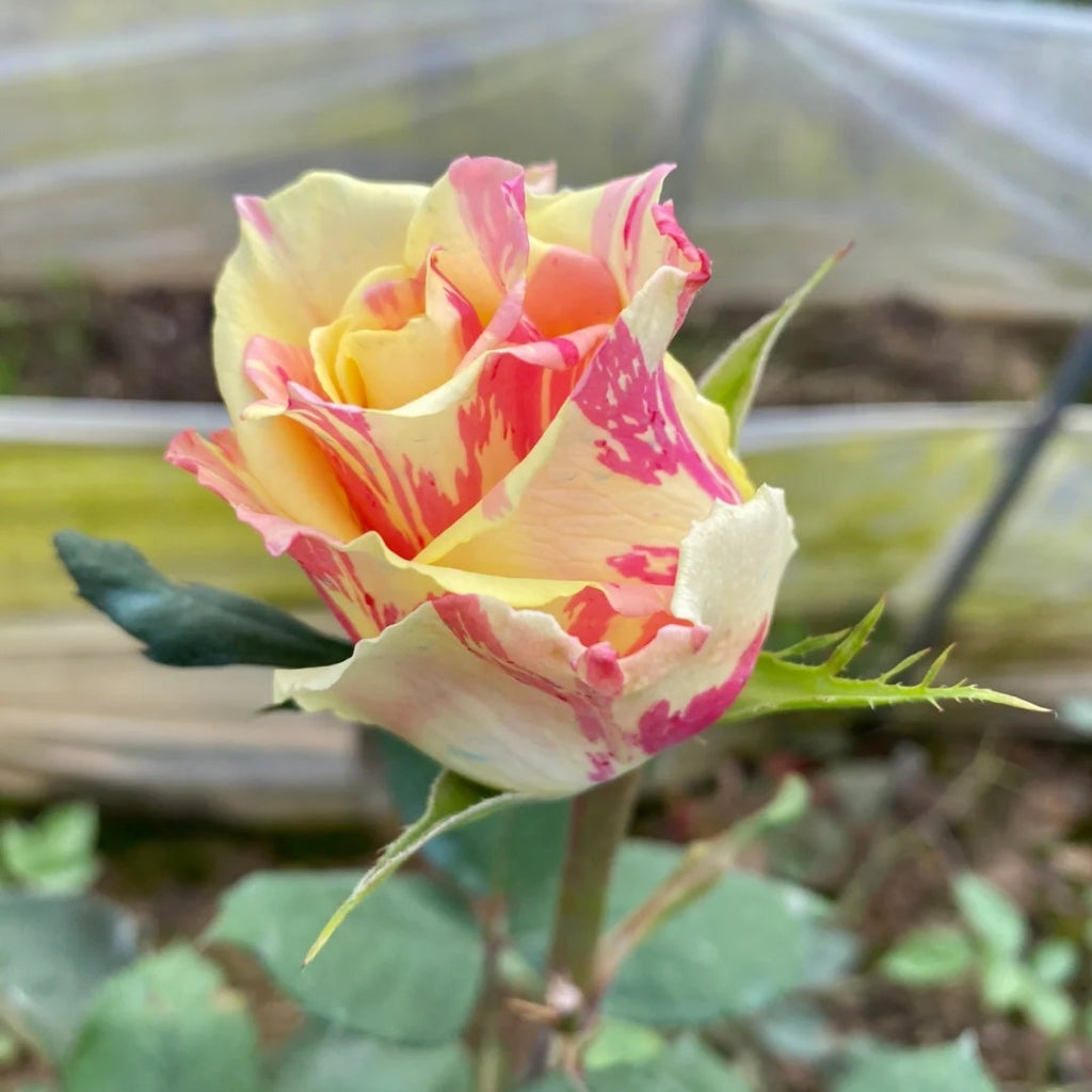 Carnival Rose
