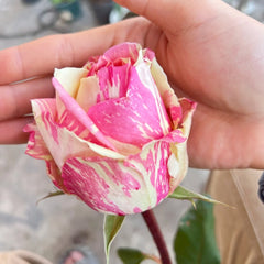 Carnival Rose