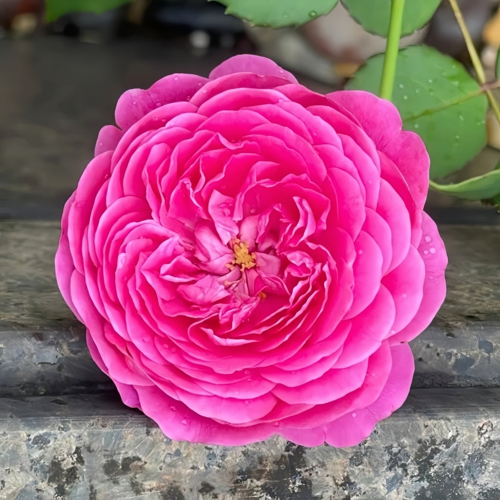Cartonnage Rose