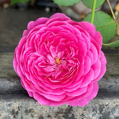 Cartonnage Rose