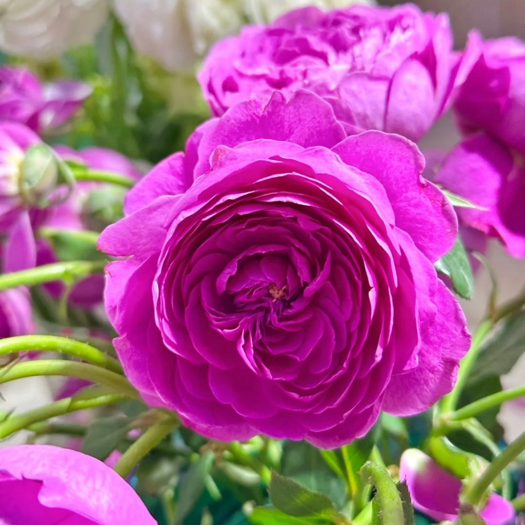 Cartonnage Rose