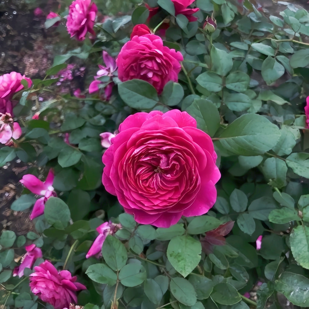 Cartonnage Rose
