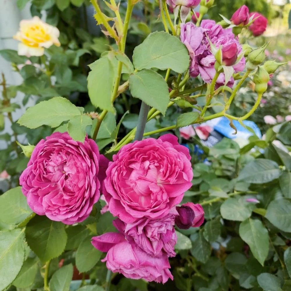 Cartonnage Rose