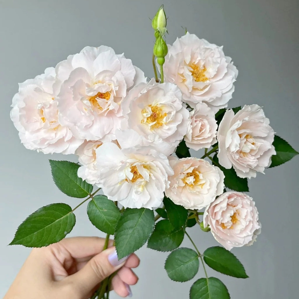 Cefiro Rose
