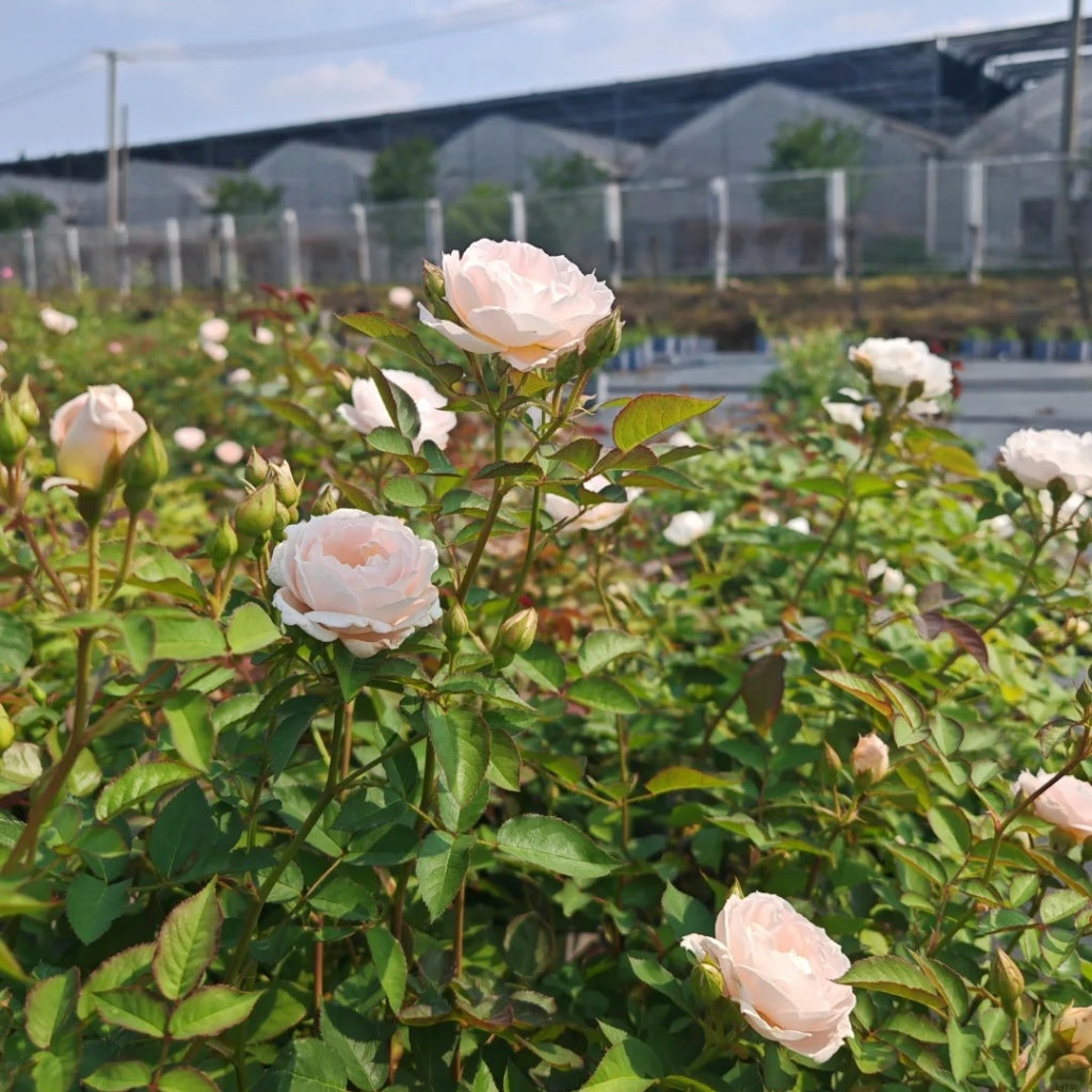 Cefiro Rose