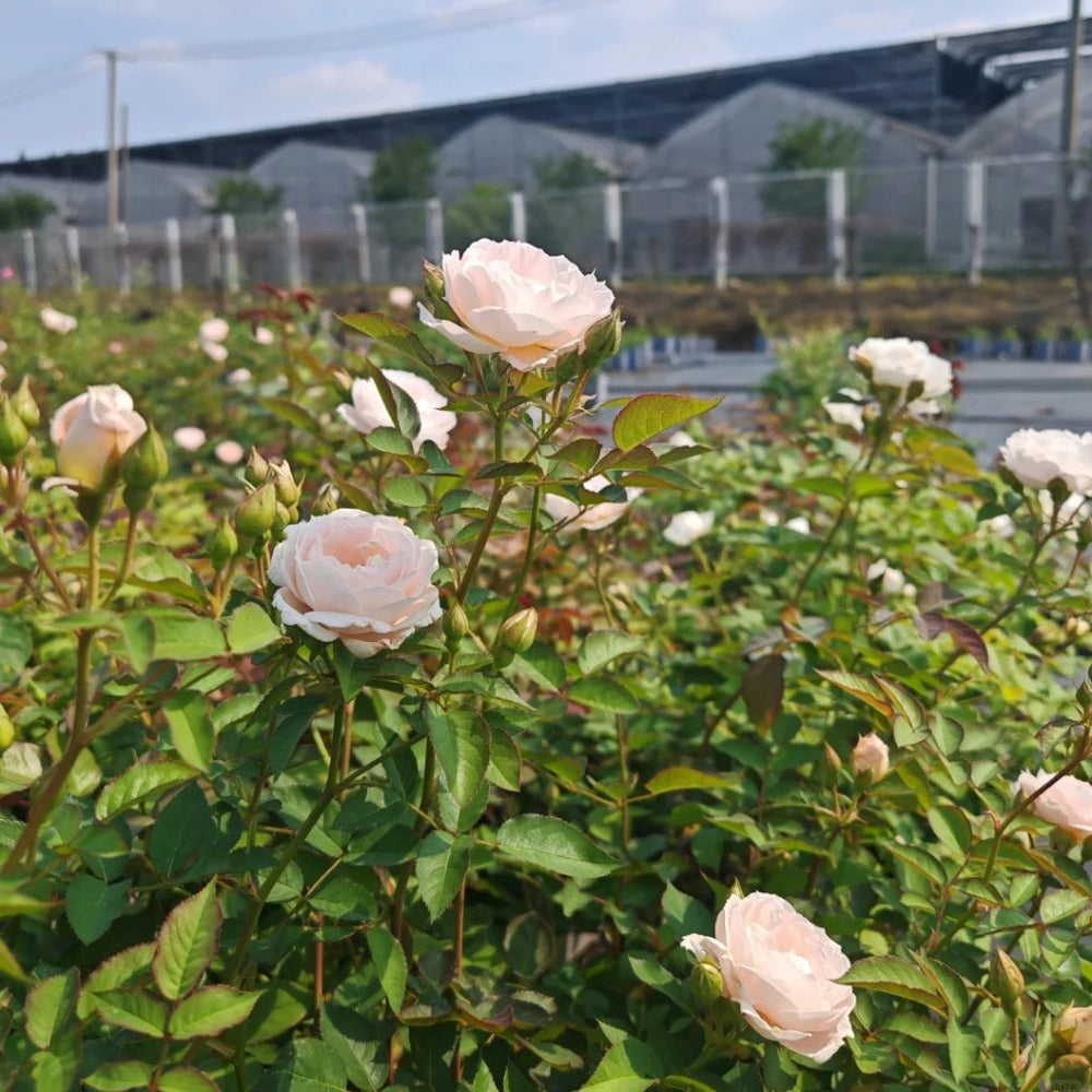 Cefiro Rose