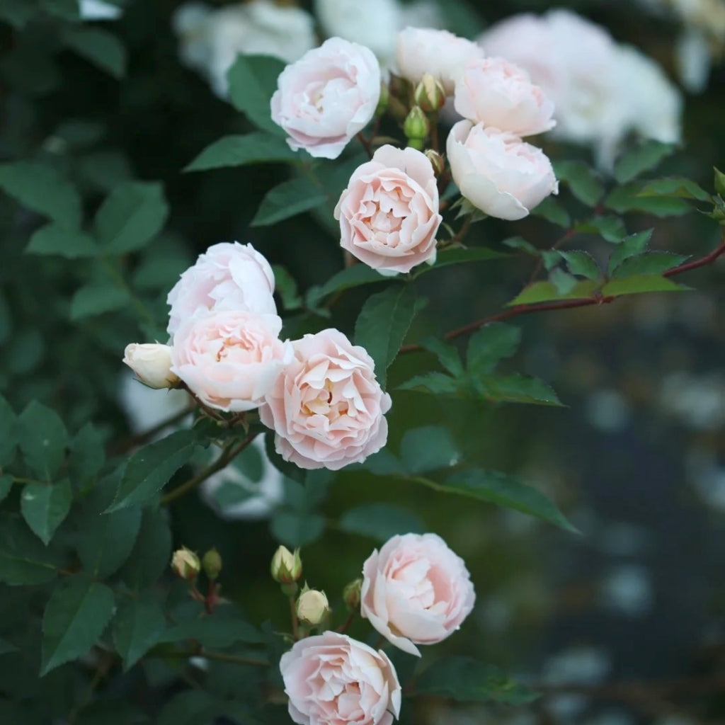 Cefiro Rose